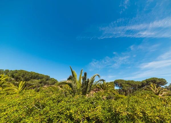 Green plants under a blue sky — Stock Photo, Image