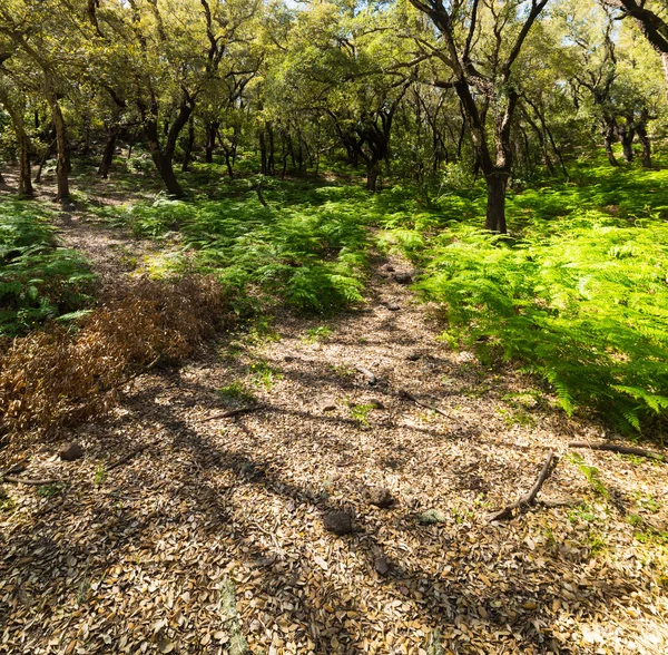 Planten in een Sardijnse forest — Stockfoto