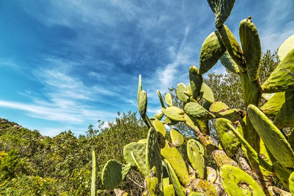 Détail de poires piquantes en Sardaigne — Photo