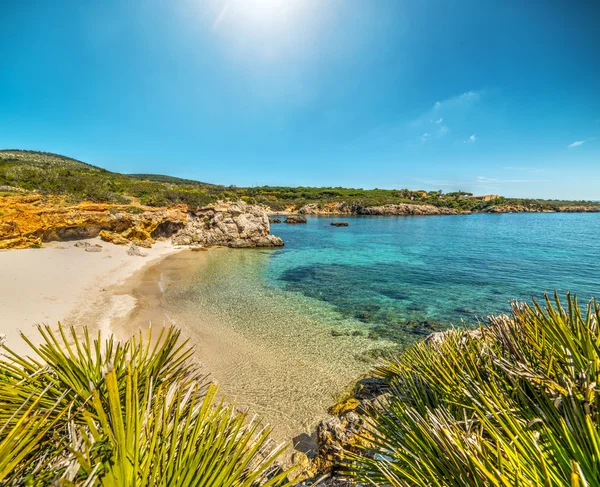 Palmeras junto a la orilla en una pequeña cala — Foto de Stock