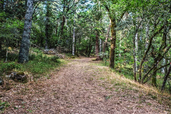 Dirt Path az erdőben — Stock Fotó