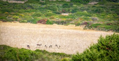 Porto Conte Doğal Parkı 'nda otlayan bir grup geyik. Sardunya, İtalya