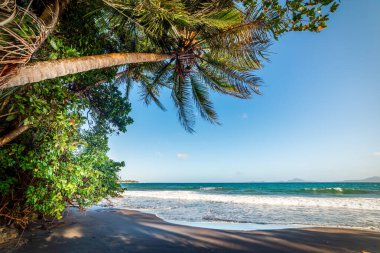 Trois Rivieres 'deki Grande Anse plajında koyu kum ve palmiye ağaçları. Guadeloupe, Karayip Denizi