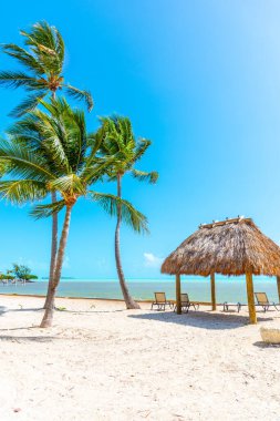 Plaj sandalyeleri, çardak ve deniz kenarındaki palmiye ağaçları, Florida Keys, ABD