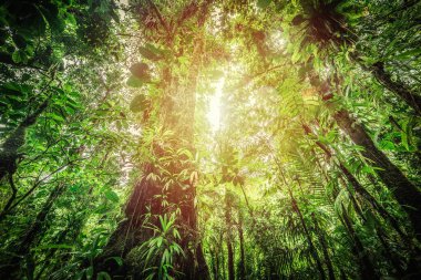 Basse Terre ormanında uzun tropikal ağaçların arkasında güneş parlıyor. Guadeloupe, Karayipler