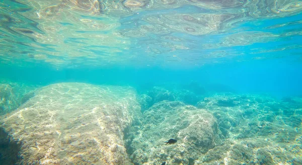 Vista Subaquática Fundo Marinho Rochoso Costa Alghero Sardenha Itália — Fotografia de Stock