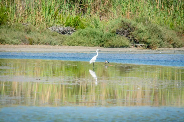 Silberreiher Molentargiussee Cagliari Sardinien Italien — Stockfoto