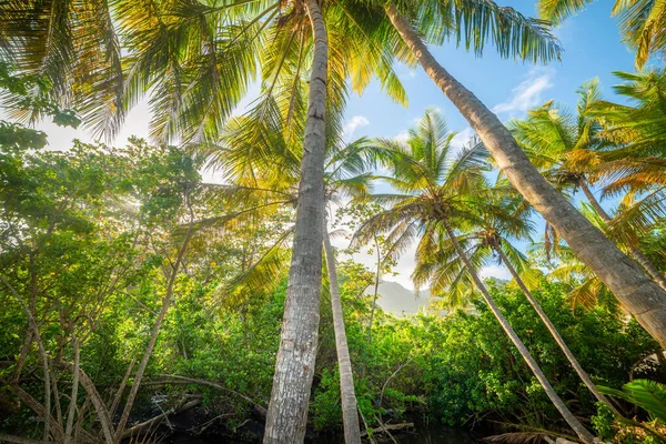 Palmy Pod Modrou Oblohou Guadeloupu Malé Antily Západní Indie Karibik — Stock fotografie