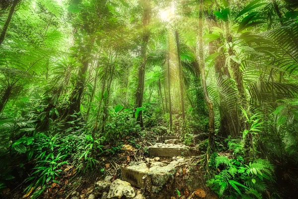 Passi Pietra Nella Giungla Basse Terre Guadalupa Caraibi — Foto Stock