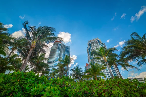 Felhőkarcolók Pálmafák Miami Beach Kék Alatt Dél Florida Egyesült Államok — Stock Fotó