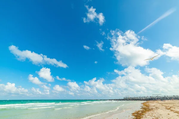 Mewa Lecąca Nad Brzegiem Miami Beach Słoneczny Dzień Południowa Floryda — Zdjęcie stockowe