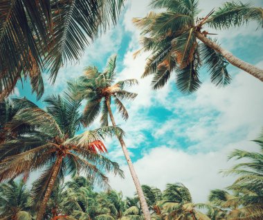 Guadeloupe, Karayip Denizi 'ndeki Bois Jolan plajında uzun palmiye ağaçları. Klasik ton efekti