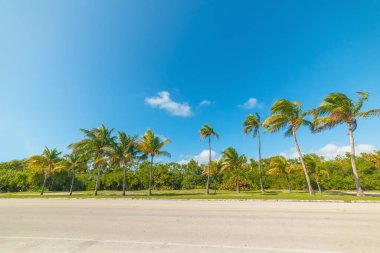 Smathers sahilindeki palmiye ağaçları sudan görüldü. Key West, ABD