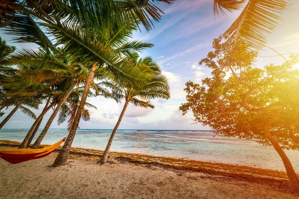 Hammock Knuten Till Palmer Bois Jolan Stranden Vid Solnedgången Guadeloupe — Stockfoto