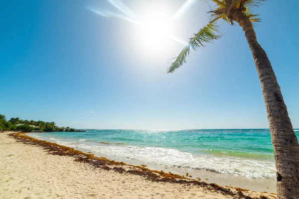 Sol Brilhando Sobre Raisins Clairs Praia Guadalupe Mar Caribe — Fotografia de Stock