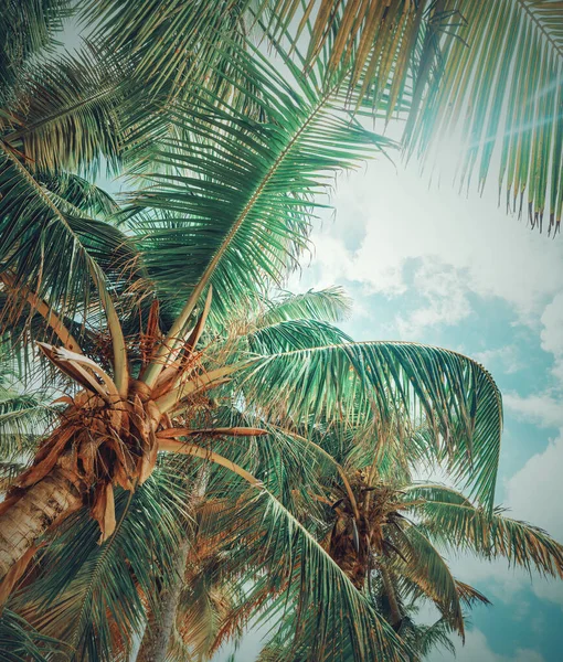 Palm Tree Shining Sun Guadeloupe Caribbean — Stock Photo, Image