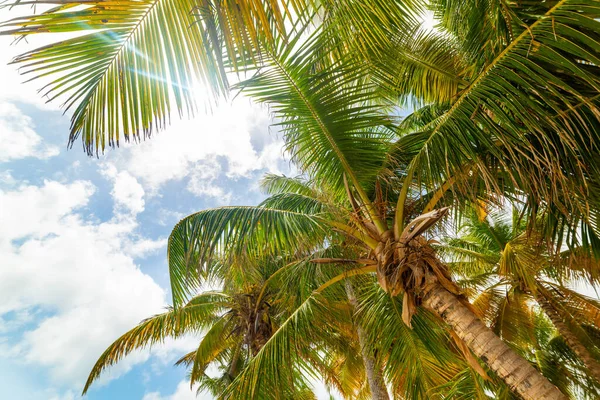 Sun Shining Coconut Palm Trees Guadeloupe Caribbean — Stock Photo, Image