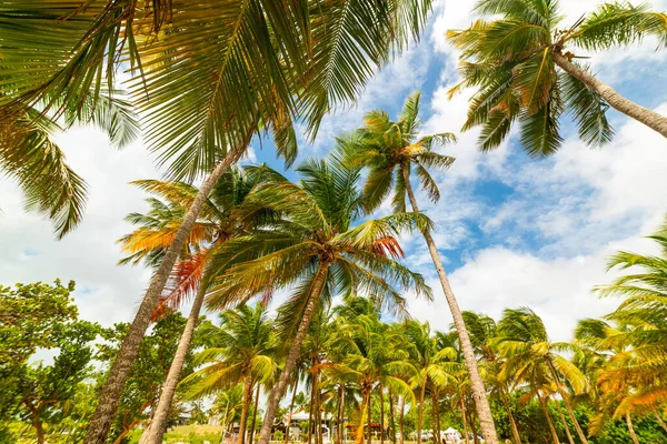 Vysoké Palmy Pláži Bois Jolan Guadeloupe Karibské Moře — Stock fotografie