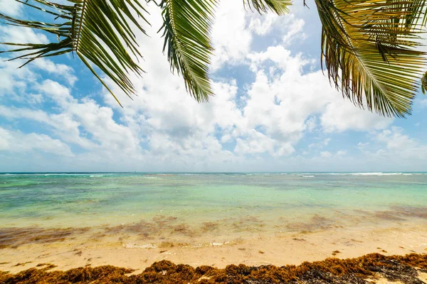 Palmbomen Zeer Dicht Bij Zee Bois Jolan Strand Guadeloupe Caribische — Stockfoto