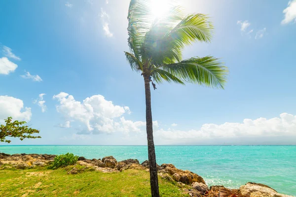 Bas Fort Plajında Deniz Kenarında Palmiye Ağacı Guadeloupe Karayip Denizi — Stok fotoğraf