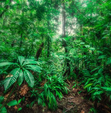 Guadeloupe, Batı Hint Adaları 'ndaki Basse Terre ormanında yoğun bitki örtüsü. Daha Küçük Antiller, Karayipler