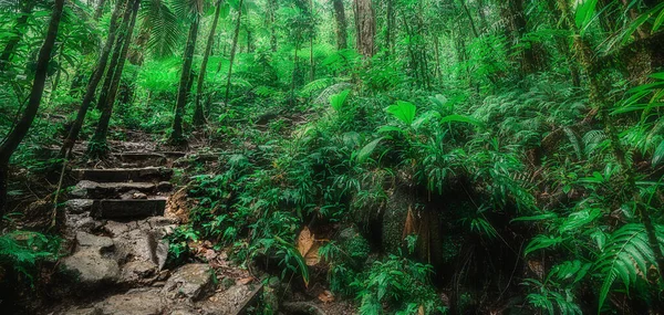 Skaliste Kroki Dżungli Basse Terre Gwadelupie Indiach Zachodnich Mniejsze Antyle — Zdjęcie stockowe