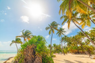 Guadeloupe, Karayip Denizi 'ndeki güzel La Caravelle plajında güneş parlıyor.