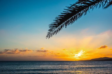Gün batımında Alghero sahilinde Palm Silhoutte. Sardunya, İtalya
