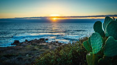 Gün batımında Alghero sahilinde dikenli armut bitkileri. Sardunya, İtalya