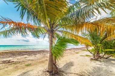 Guadeloupe 'daki Bois Jolan plajında, deniz kenarındaki palmiye ağaçları. Batı Hint Adaları. Daha Küçük Antiller, Karayip Denizi
