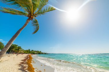 Batı Hint Adaları, Guadeloupe 'daki Raisins Clairs plajında güneş parlıyor. Daha Küçük Antiller, Karayip Denizi