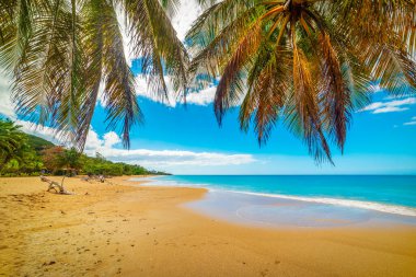 Palm trees over La Perle beach golden shore. Guadeloupe, Caribbean sea clipart