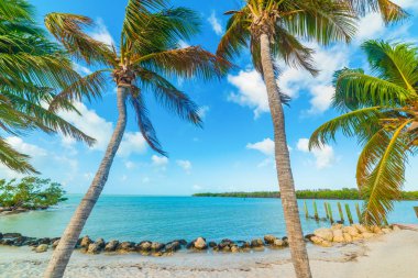 Marathon Key 'deki Sombrero plajında hindistan cevizi palmiyesi ağaçları. Florida, ABD