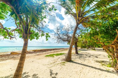 Pointe de la Saline sahilindeki palmiye ağaçları. Guadeloupe, Karayip Denizi