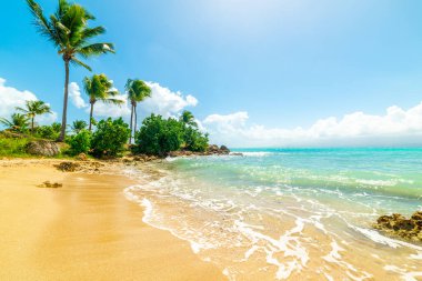 Palm trees in beautiful Bas du Fort shore in Guadeloupe, Caribbean sea