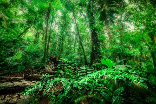 Klippiga Steg Djungeln Basse Terre Guadeloupe Västindier Karibien — Stockfoto