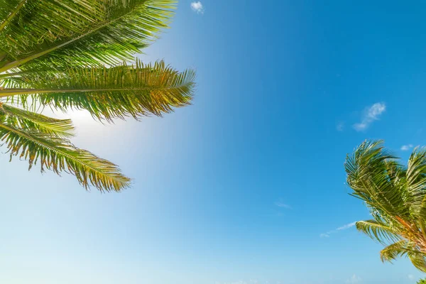 Blue Sky Green Palm Branches Caribbean — Stock Photo, Image