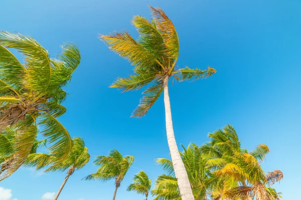 Cielo Azul Sobre Palmeras Coco Smathers Beach Key West Florida — Foto de Stock