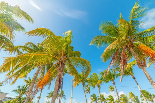 Palmy Kokosowe Pod Błękitnym Niebem Smathers Beach Key West Floryda — Zdjęcie stockowe