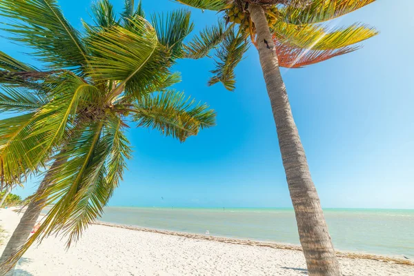 Kokosnoot Palmbomen Wit Zand Key West Florida Verenigde Staten — Stockfoto