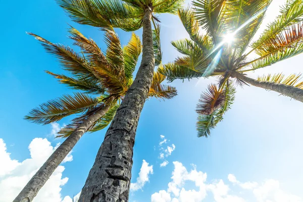 Sol Brillando Sobre Palmeras Tropicales Caribe — Foto de Stock