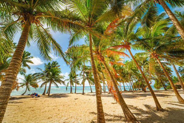 Coconut palm trees in Bois Jolan beach in Guadeloupe, Lesser Antilles. West Indies, Caribbean sea