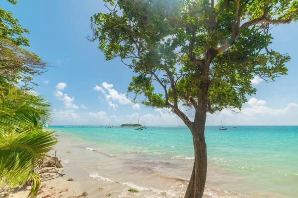 Árboles Aguas Turquesas Playa Datcha Guadalupe Antillas Menores Indias Occidentales — Foto de Stock