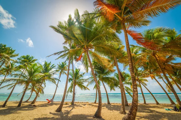 Kokospalmer Vackra Bois Jolan Stranden Guadeloupe Västindien Mindre Antillerna Karibiska — Stockfoto