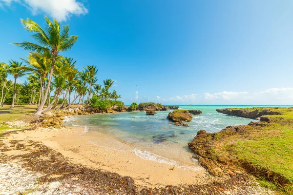 Güzel Guadeloupe Küçük Bir Koy Küçük Antiller Batı Hint Adaları — Stok fotoğraf