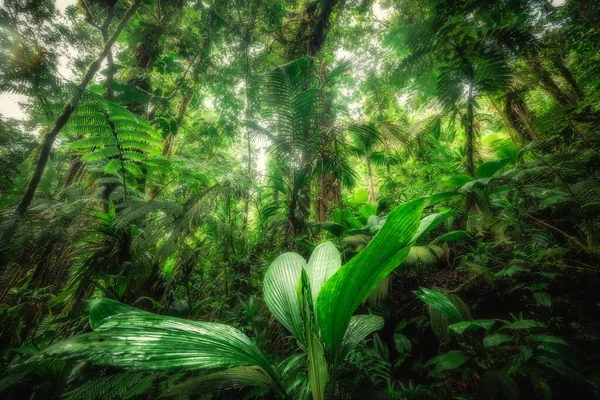 Vastag Növényzet Basse Terre Dzsungelben Guadeloupe Karib Térség — Stock Fotó