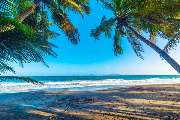 Palm Trees Dark Sand Grande Anse Beach Guadeloupe Caribbean Sea — Foto Stock