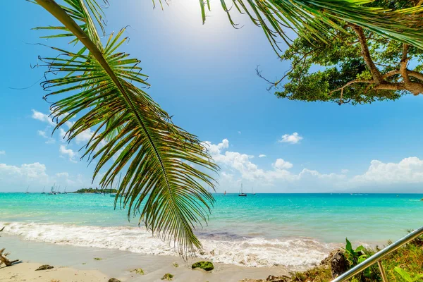 Palm trees and turquoise water in La Datcha beach. Guadeloupe, Caribbean sea