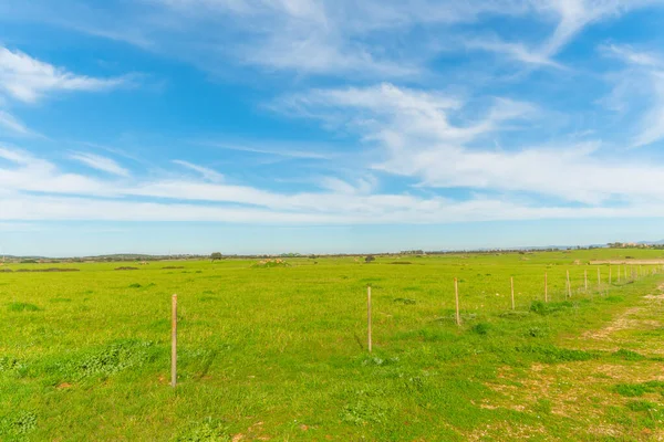 Green Grass Blue Sky Springtime Sardinia Italy — Stok fotoğraf