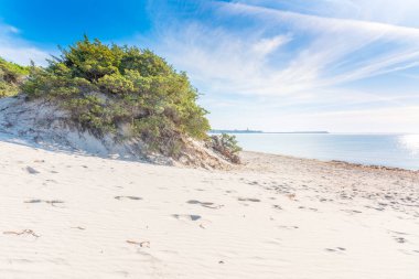 Maria Pia sahilindeki Bush. Alghero, İtalya